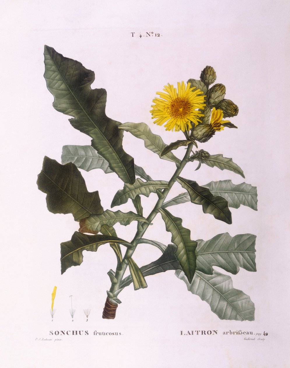 Bogáncs (Sonchus fruticosus), Henry Louis Duhamel du Monceau vetése, Pierre Joseph Redouté botanikai lemeze alkotó: Pierre Joseph Redouté