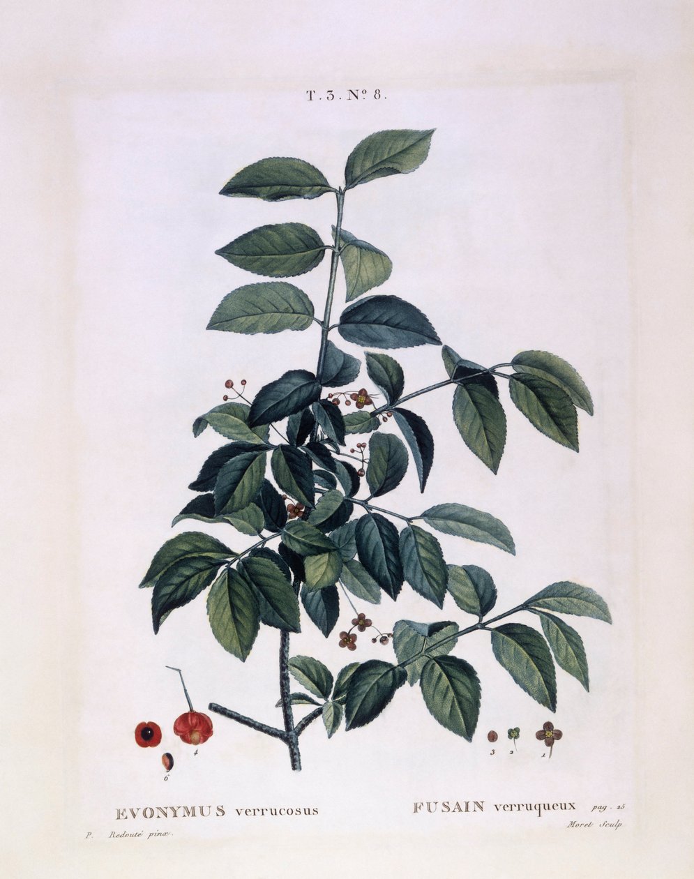 Orsó (Euonymus verrucosus), Henry Louis Duhamel du Monceau, Pierre Joseph Redouté botanikai lemeze alkotó: Pierre Joseph Redouté