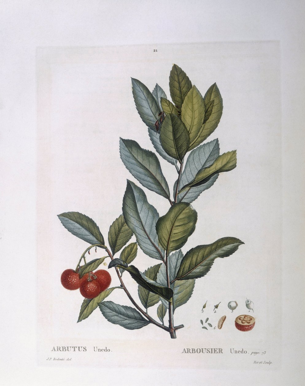 Eperfa (Arbutus unedo), Henry Louis Duhamel du Monceau, Pierre Joseph Redouté botanikai lemeze alkotó: Pierre Joseph Redouté