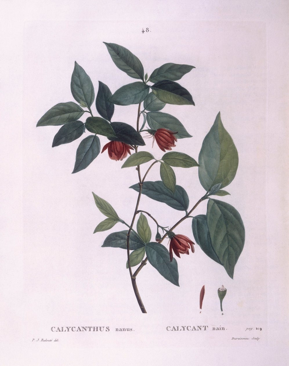 Édes cserje (Calycanthus nanus), Henry Louis Duhamel du Monceau, Pierre Joseph Redouté botanikai lemeze alkotó: Pierre Joseph Redouté
