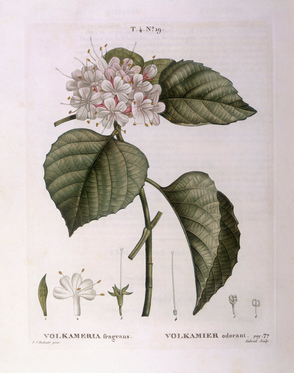 Volkameria fragrans Henry Louis Duhamel du Monceau, botanikai lemez Pierre Joseph Redoutétól alkotó: Pierre Joseph Redouté