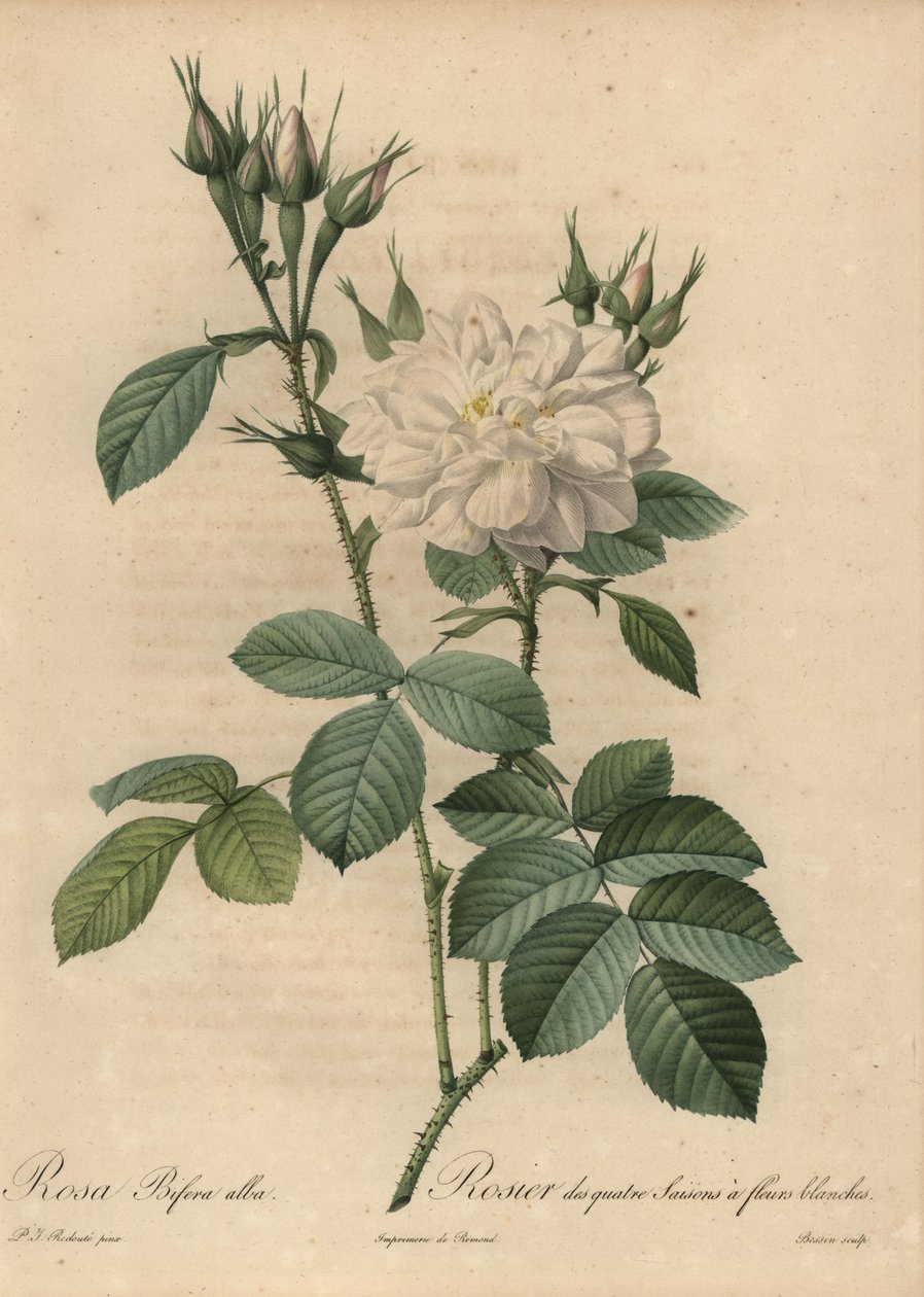 Fehér rózsa, Rosa bifera alba. alkotó: Pierre Joseph Redouté
