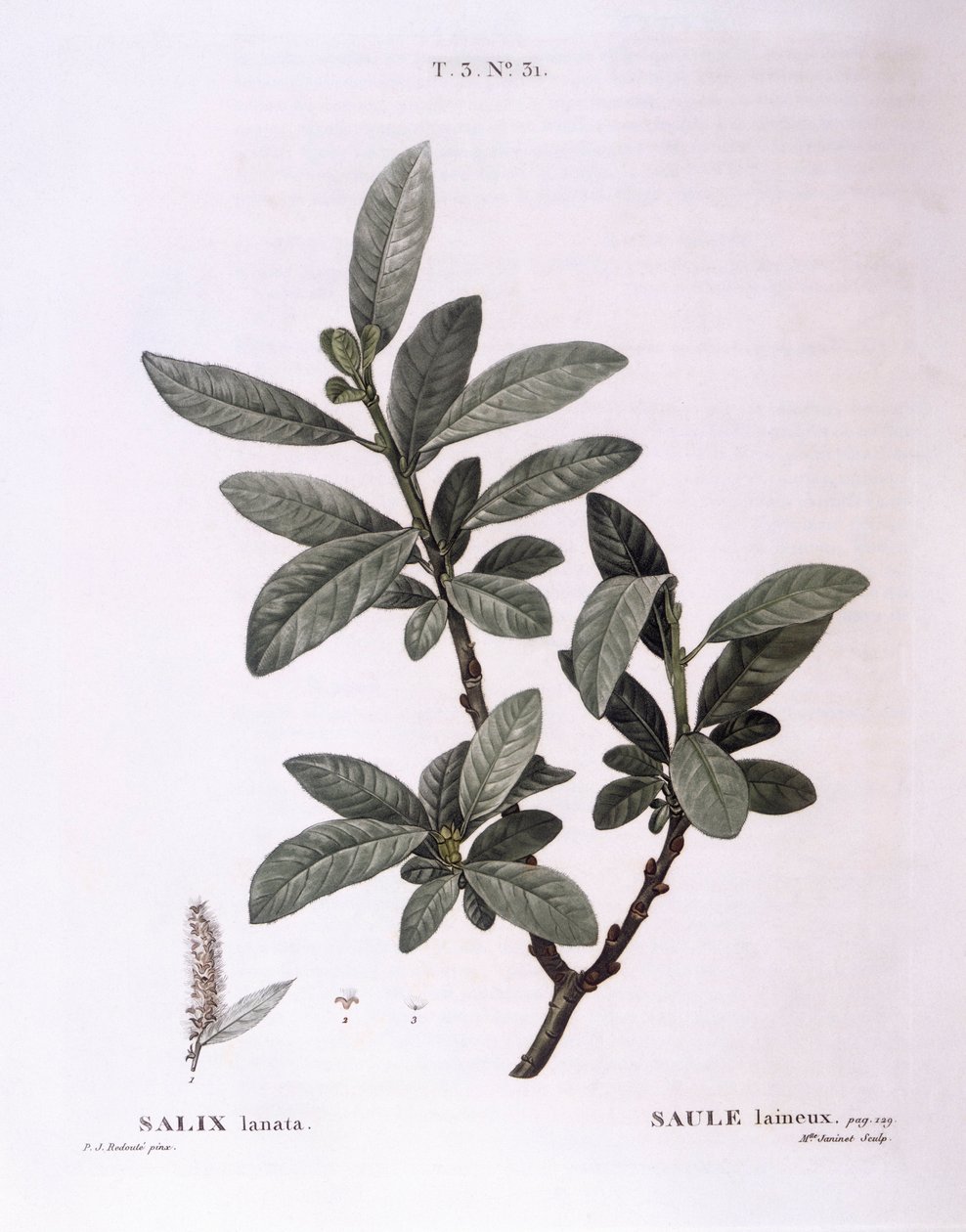 Willow (Salix lanata), Henry Louis Duhamel du Monceau, Pierre Joseph Redouté botanikai lemeze alkotó: Pierre Joseph Redouté