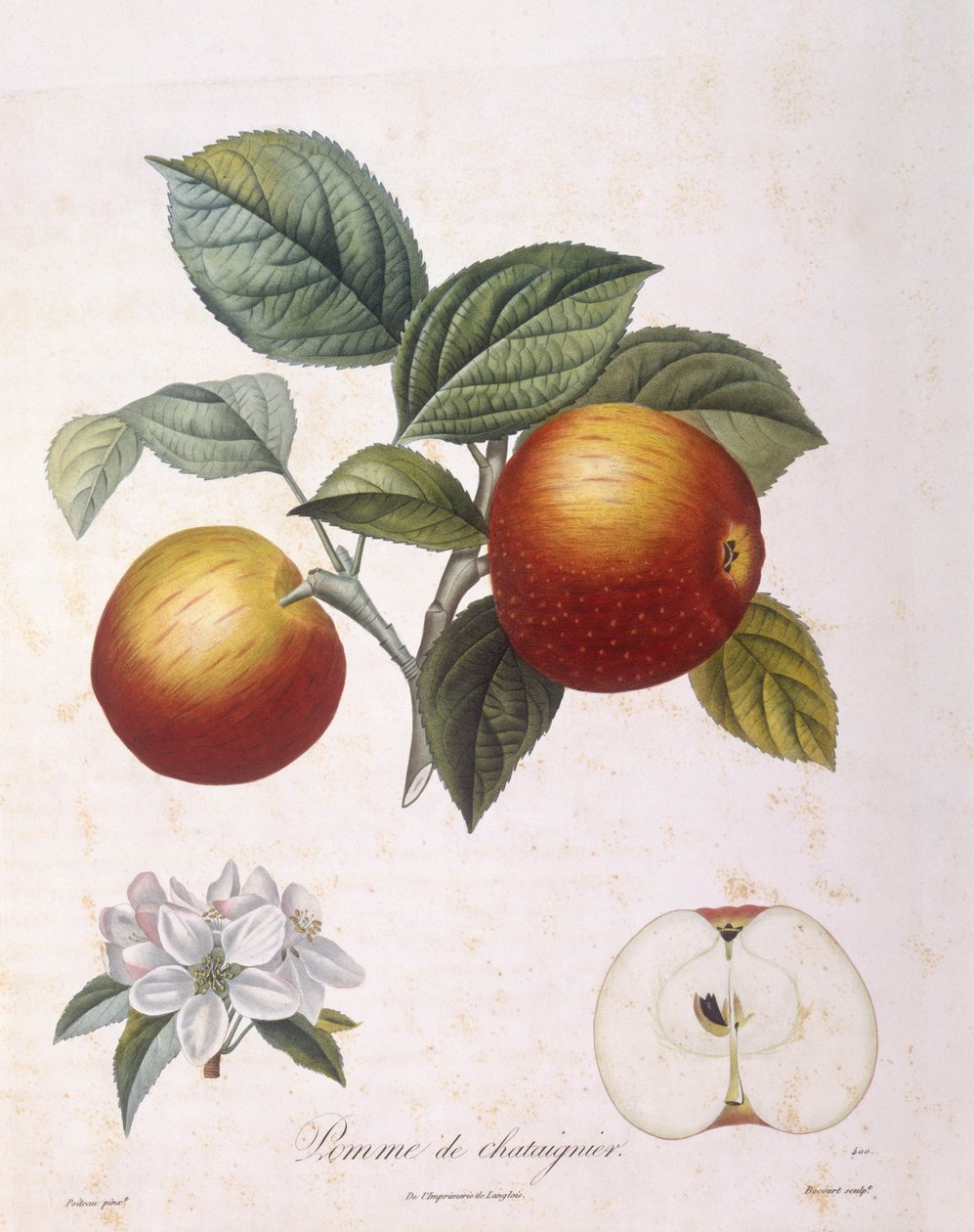 Alma "Gesztenyés alma" Henry Louis Duhamel du Monceau, Pierre Antoine Poiteau botanikai tányérja alkotó: Pierre Antoine (after) Poiteau