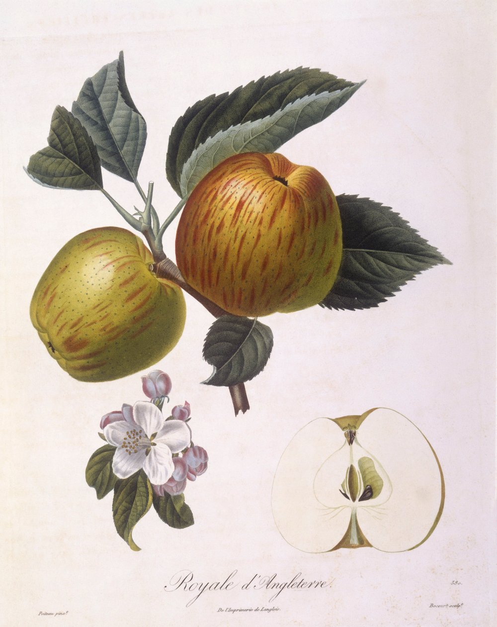 Alma "Royal of England", Henry Louis Duhamel du Monceau, Pierre Antoine Poiteau botanikai lemeze alkotó: Pierre Antoine (after) Poiteau