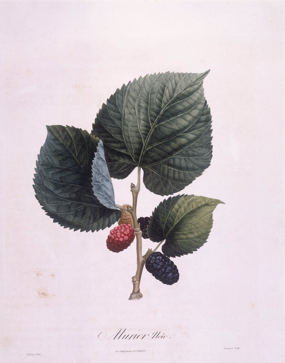 Fekete eperfa (Morus nigra), Henry Louis Duhamel du Monceau, Pierre Antoine Poiteau botanikai tányérja alkotó: Pierre Antoine (after) Poiteau