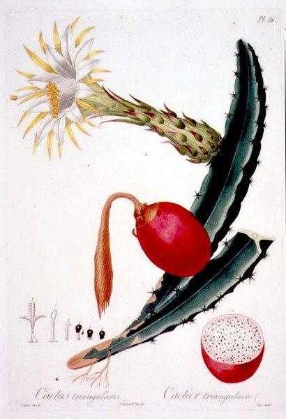 Cactus Triangularis, 26. tábla a „Flore des Antilles” 4. kötetéből, Francois Richard Tussac, 1808–27. alkotó: Pierre Antoine (after) Poiteau