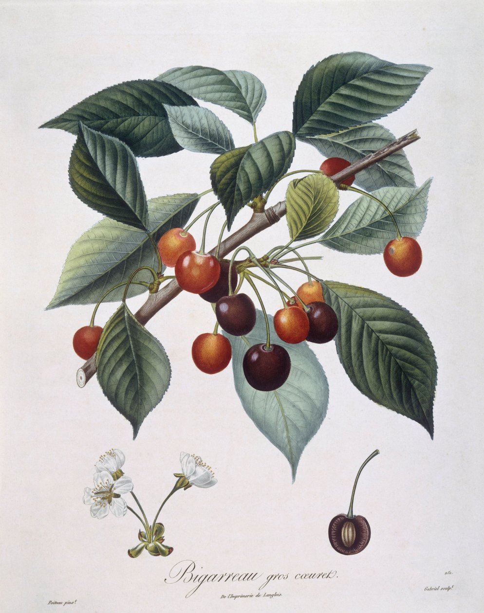 Cseresznyefa (Prunus avium) "Bigarreau" Henry Louis Duhamel du Monceau, Pierre Antoine Poiteau botanikai lemeze alkotó: Pierre Antoine (after) Poiteau