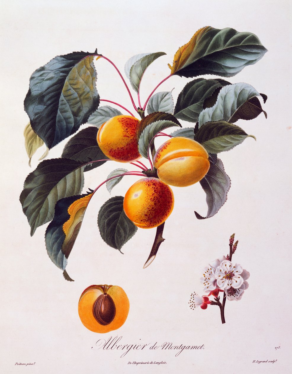 Albergier De Montgamet sárgabarack gyümölcsei és virágai, 1846 körül, Pierre-Antoine Poiteau színes metszete, Pomolgie Francais, Franciaország alkotó: Pierre Antoine (after) Poiteau