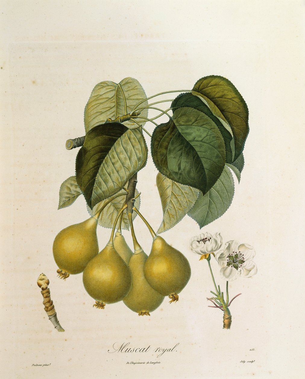 Muscat Royal Apricot, Antoine Poiteau alkotó: Pierre Antoine (after) Poiteau