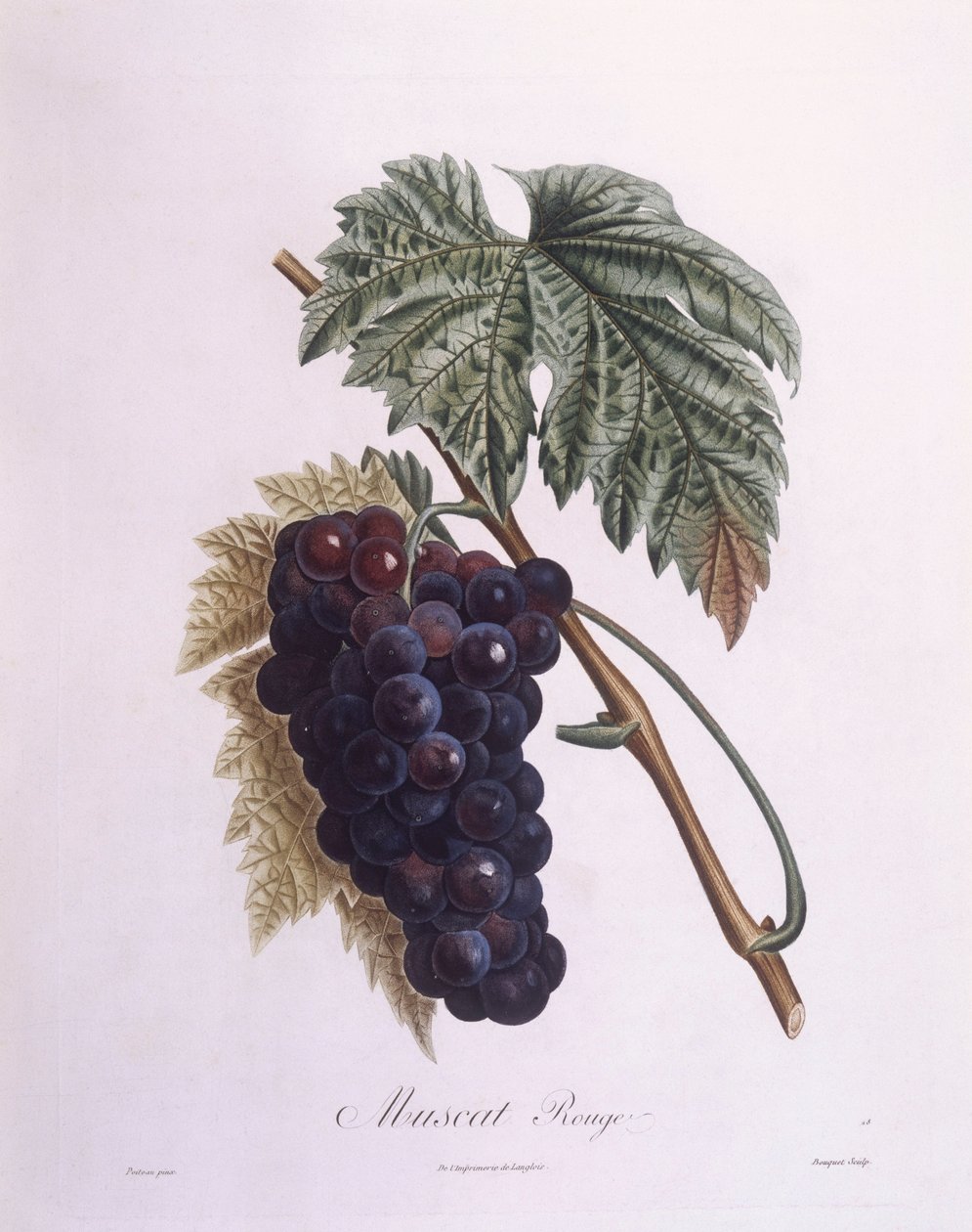 Muskotály szőlő (Vitis vinifera), Henry Louis Duhamel du Monceau, Pierre Antoine Poiteau botanikai lemeze alkotó: Pierre Antoine (after) Poiteau
