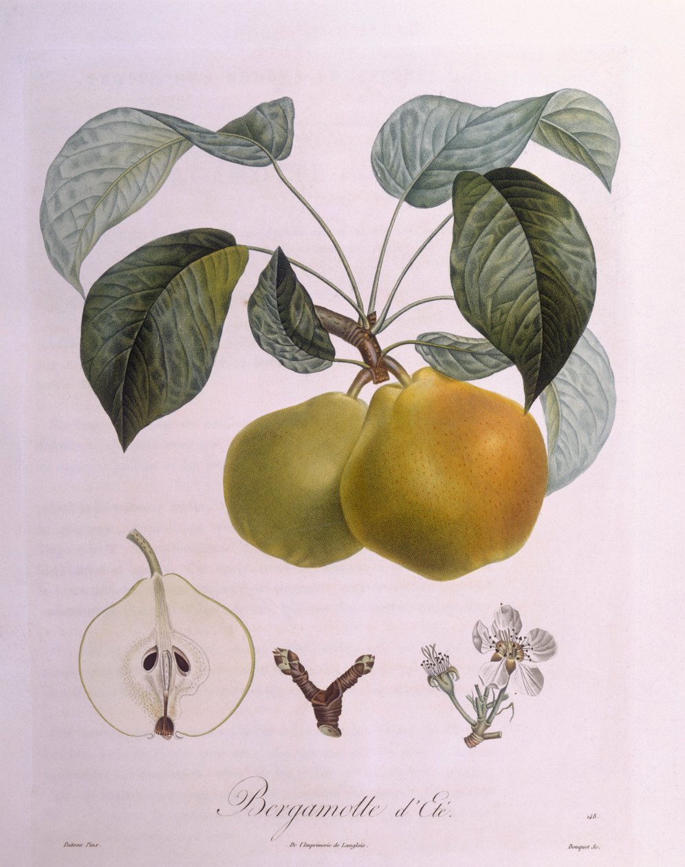 Henry Louis Duhamel du Monceau "Bergamot" körte, Pierre Antoine Poiteau botanikai lemeze alkotó: Pierre Antoine (after) Poiteau