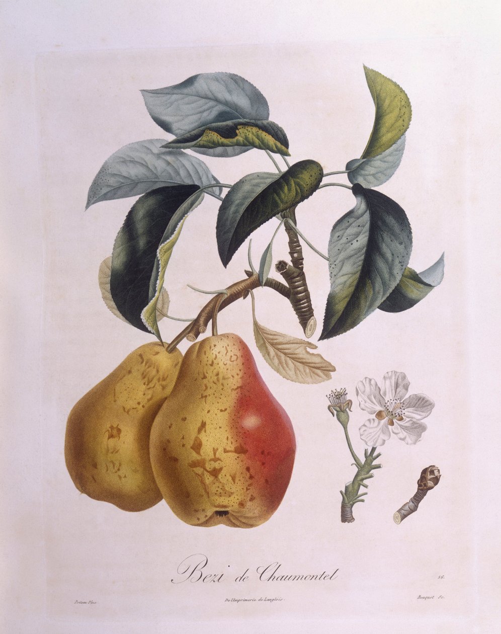 Körte "Bezi de Chaumontel" Henry Louis Duhamel du Monceau, Pierre Antoine Poiteau botanikai lemeze alkotó: Pierre Antoine (after) Poiteau
