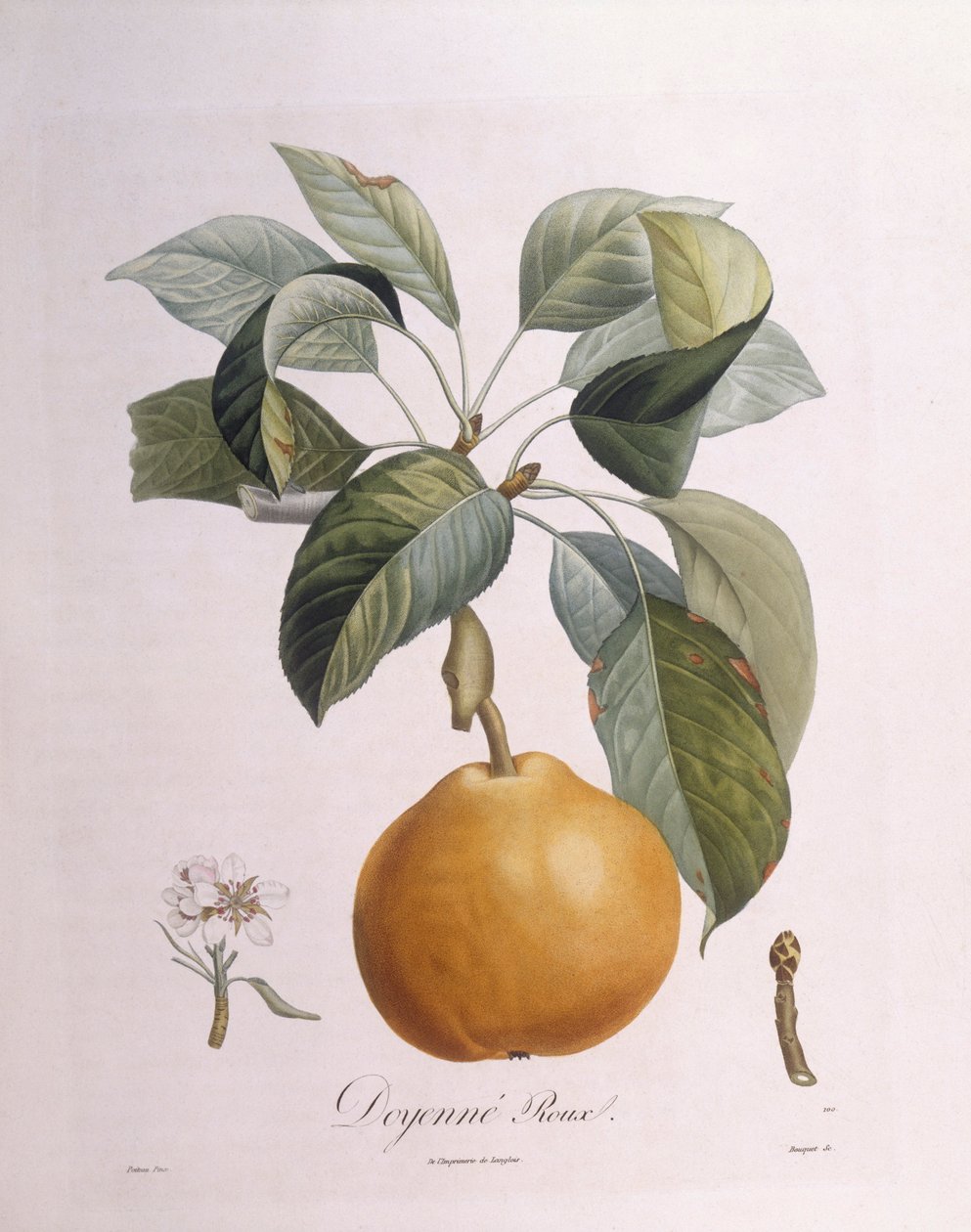 Körte "Doyenné roux" Henry Louis Duhamel du Monceau, Pierre Antoine Poiteau botanikai lemeze alkotó: Pierre Antoine (after) Poiteau