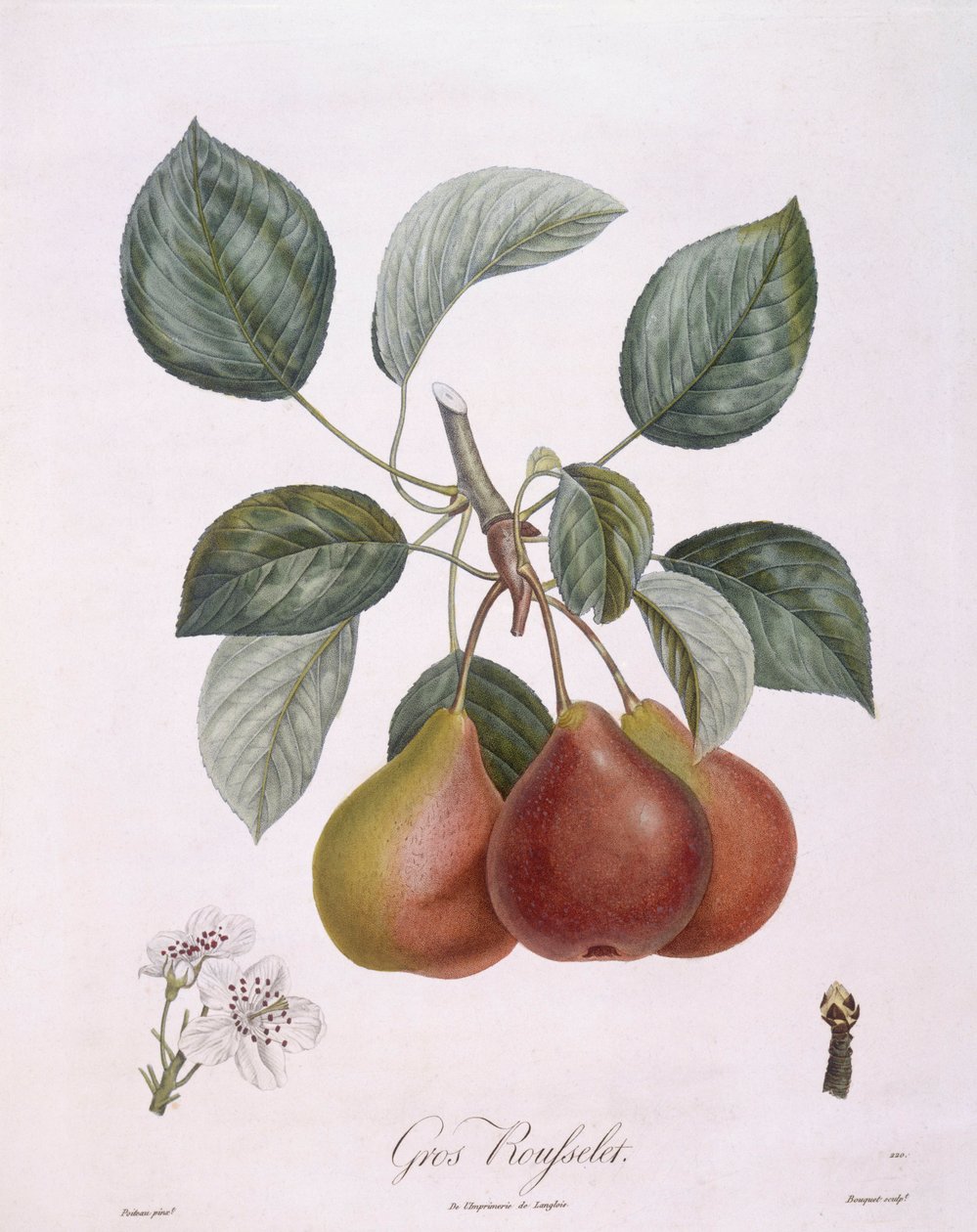 Körte "Gros Rousselet" Henry Louis Duhamel du Monceau, Pierre Antoine Poiteau botanikai lemeze alkotó: Pierre Antoine (after) Poiteau