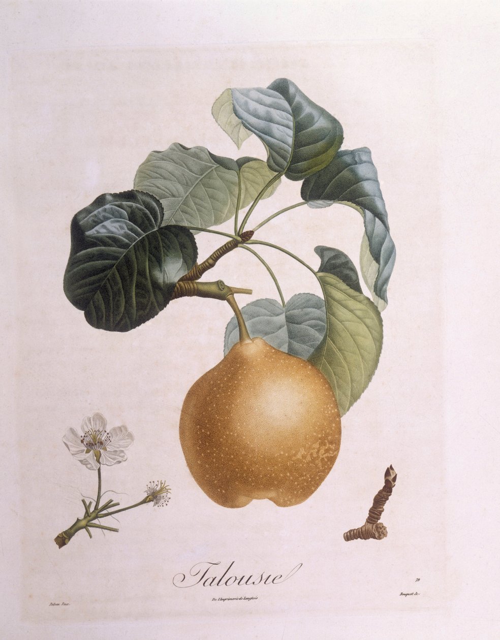 Körte "Talousie" Henry Louis Duhamel du Monceau, Pierre Antoine Poiteau botanikai lemeze alkotó: Pierre Antoine (after) Poiteau