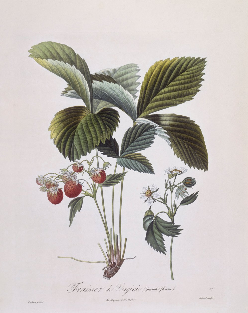 Virginia eper (Fragaria virginiana), Henry Louis Duhamel du Monceau, Pierre Antoine Poiteau botanikai lemeze alkotó: Pierre Antoine (after) Poiteau