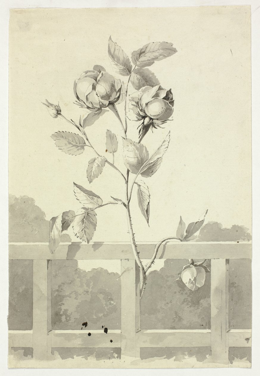 Rose alkotó: Pierre Antoine Mongin