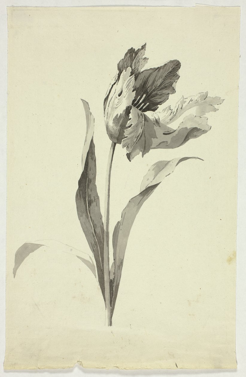 Tulipán alkotó: Pierre Antoine Mongin