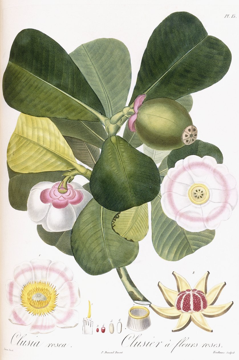 Clusia rosea, Clusier rózsaszín virágokkal, 1808-1828 alkotó: Pierre Antoine Poiteau