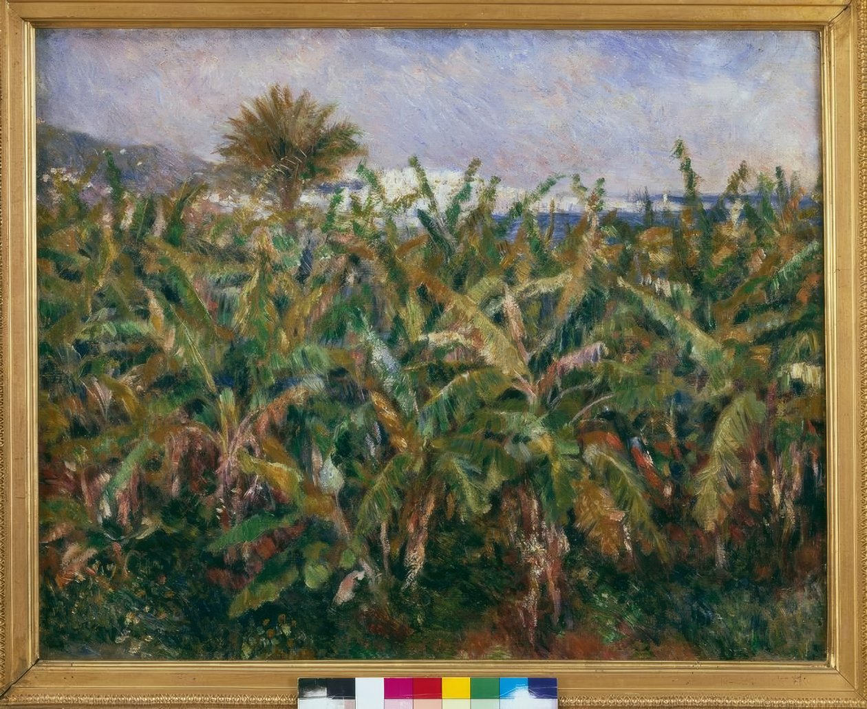 Banán mező alkotó: Pierre Auguste Renoir