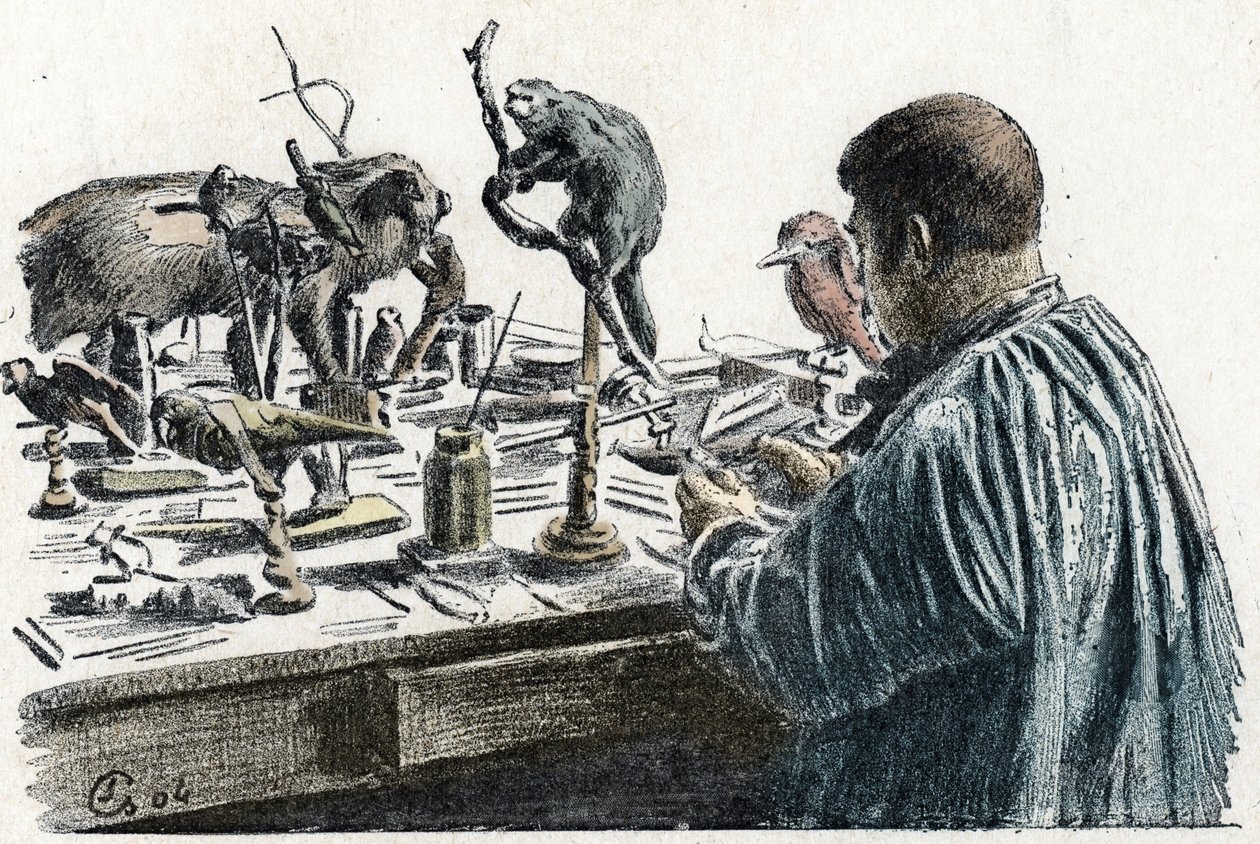 Taxidermia: Taxidermista plüssállatokat a műhelyében Gravírozás a travers les metiers kirándulásból” Pierre Calmette Collection privee alkotó: Pierre Calmettes