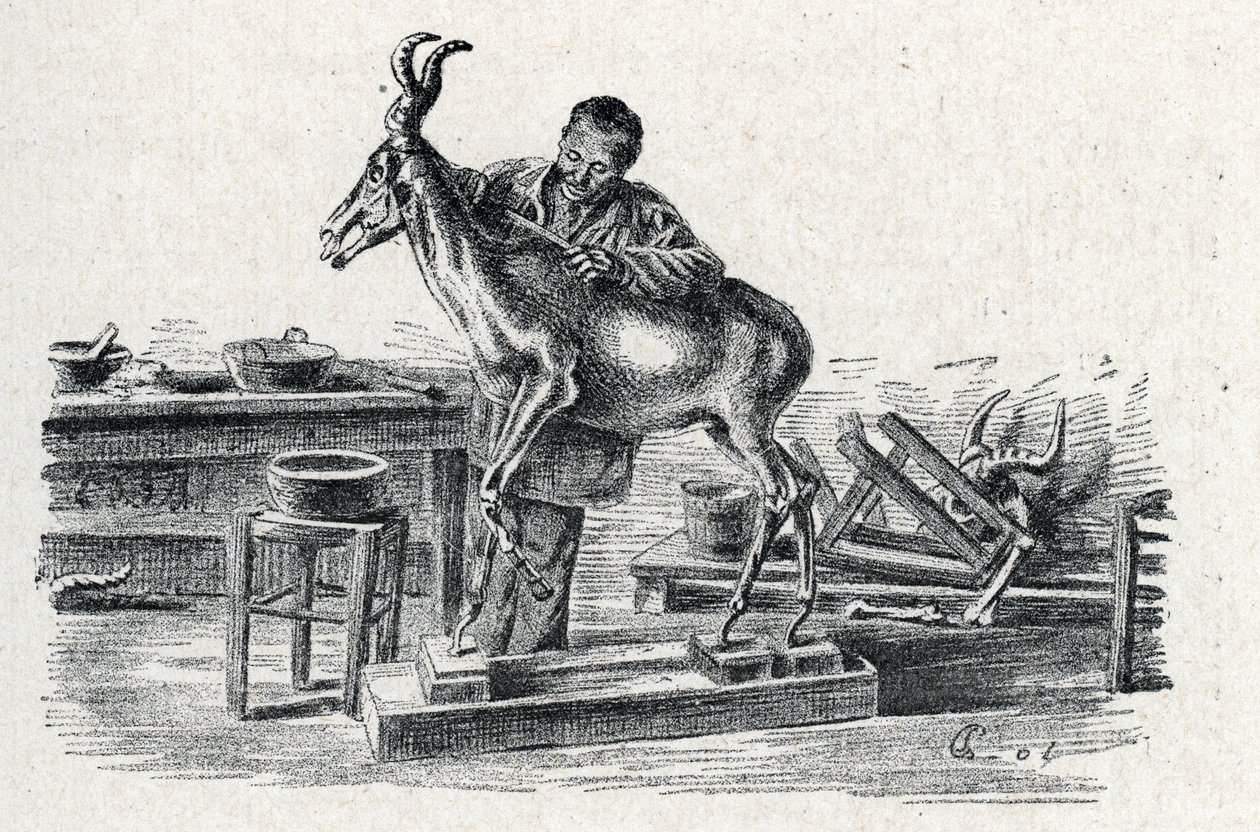 Taxidermia: Egy taxidermist hartebeest töltött a műhelyében Gravírozás az Excursion a travers les metiers című könyvéből” Pierre Calmette Collection privee alkotó: Pierre Calmettes