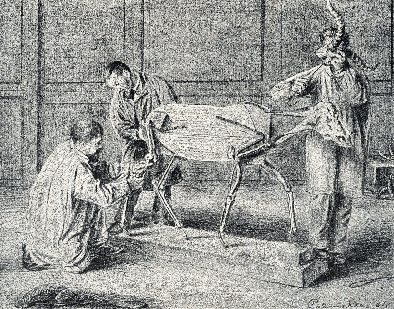 Taxidermia: taxidermisták készítik elő a mesterséges csontvázat a műhelyben Gravírozás a Pierre Calmette Collection privee „Excursion a travers les metiers” című könyvéből alkotó: Pierre Calmettes