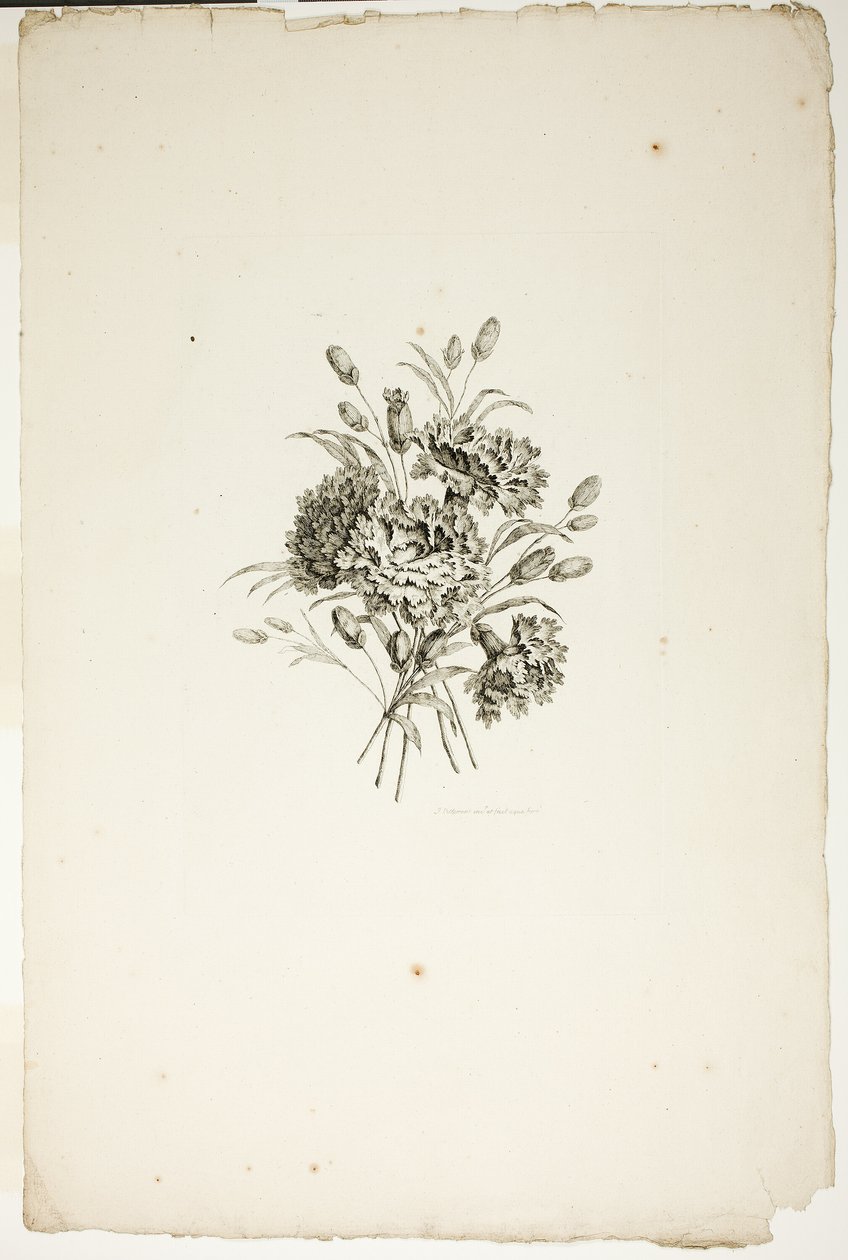 Csokor szegfűvel, a Különféle virágcsokrok gyűjteményéből, Jean Pillement találta ki és rajzolta, és P. C. Canot gravírozta alkotó: Pierre Charles Canot