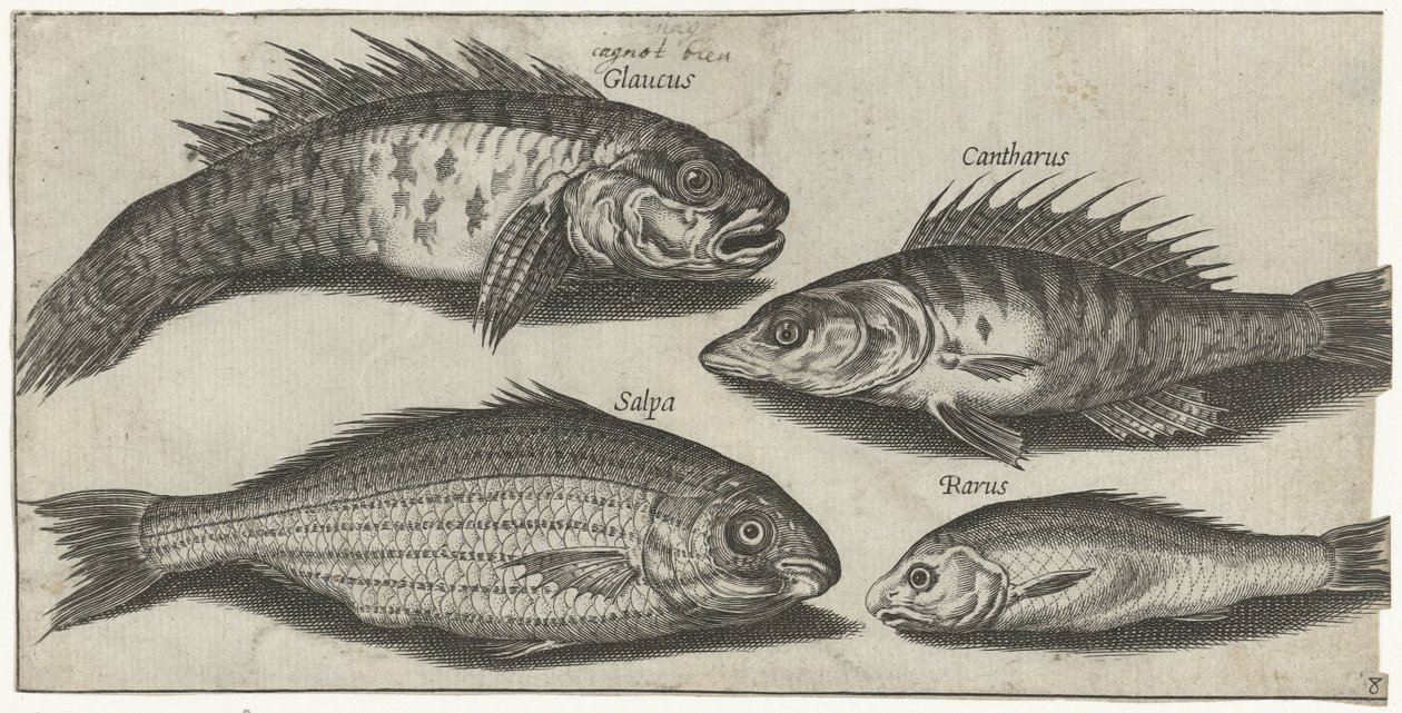 Bockfish, süllő, géb és egy ismeretlen hal Horgászat (sorozat címe) Piscivm vivae ikonok (sorozat címe) alkotó: Pierre Firens