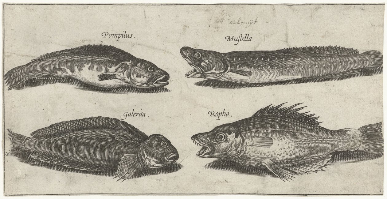 Villa tőkehal, sügér, szarvas blenny és egy fekete hal Horgászat (sorozat címe) Piscivm vivae ikonok (sorozat címe) alkotó: Pierre Firens