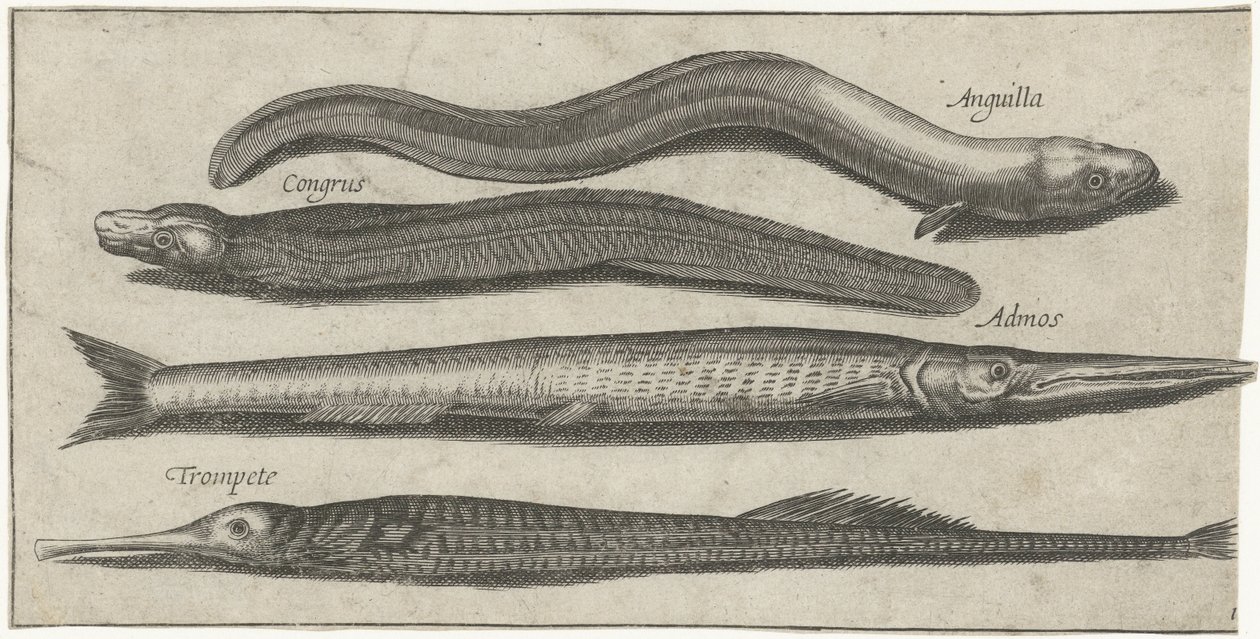 Garfish, pipahal, angolna és angolna Horgászat (sorozat címe) Piscium vivae ikonok (sorozat címe) alkotó: Pierre Firens