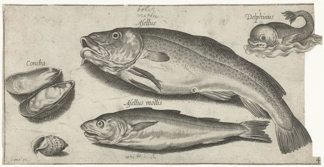 Tőkehal, vékonybajszú tőkehal, delfin és kagylók Horgászat (sorozat címe) Piscium vivae ikonok (sorozat címe) alkotó: Pierre Firens