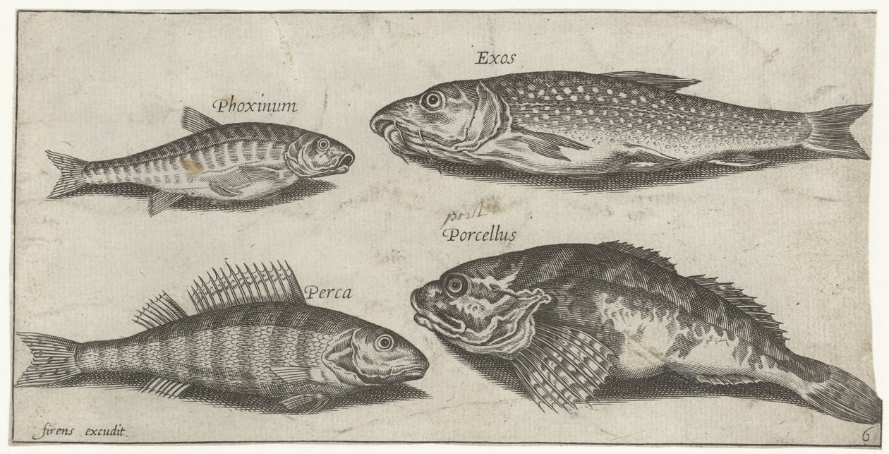 Ponty, menyecske, harcsa és sügér Horgászat (sorozat címe) Piscium vivae ikonok (sorozat címe) alkotó: Pierre Firens