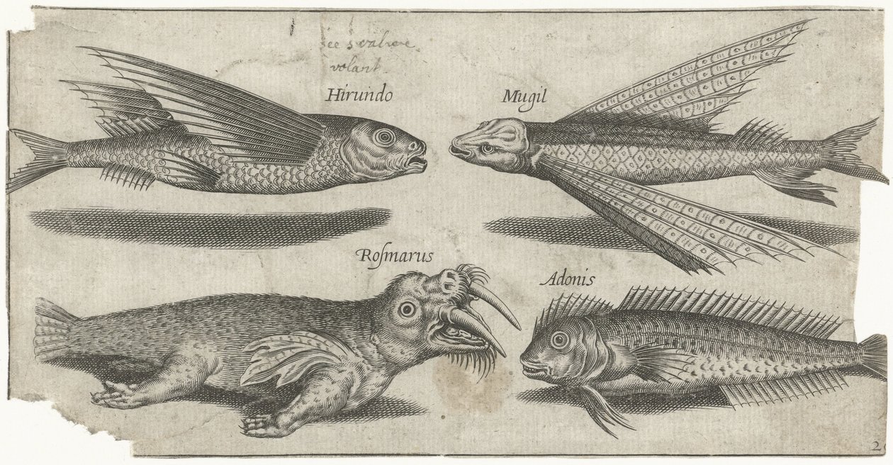 Repülő morgás, csomó, blenny és egy rozmár Horgászat (sorozat címe) Piscivm vivae ikonok (sorozat címe) alkotó: Pierre Firens