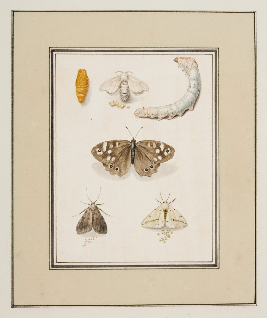 Lepkék, lepkék és hernyók, 1755-1765 körül (akvarell papíron) alkotó: Pierre Francois Ledoulx