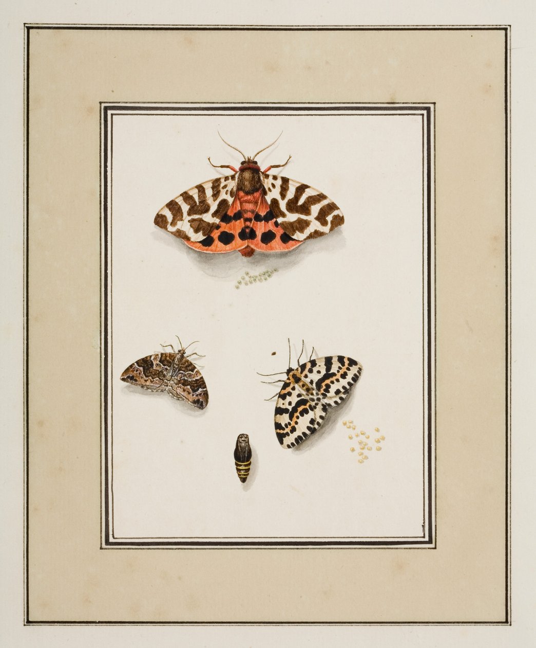 Pillangók, 1755-65 körül (akvarell, papír) alkotó: Pierre Francois Ledoulx