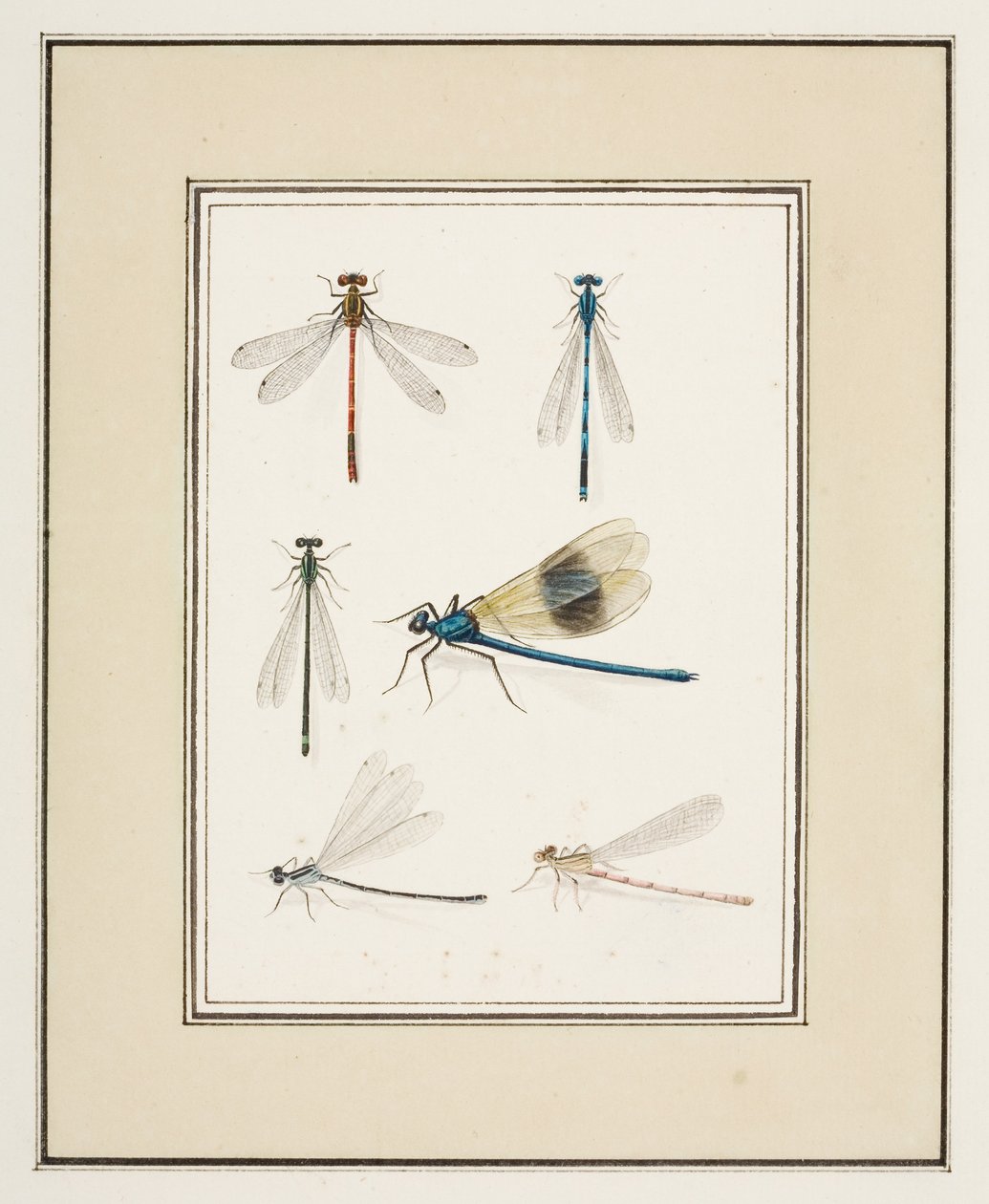 Szitakötők, 1755-65 körül (akvarell, papír) alkotó: Pierre Francois Ledoulx