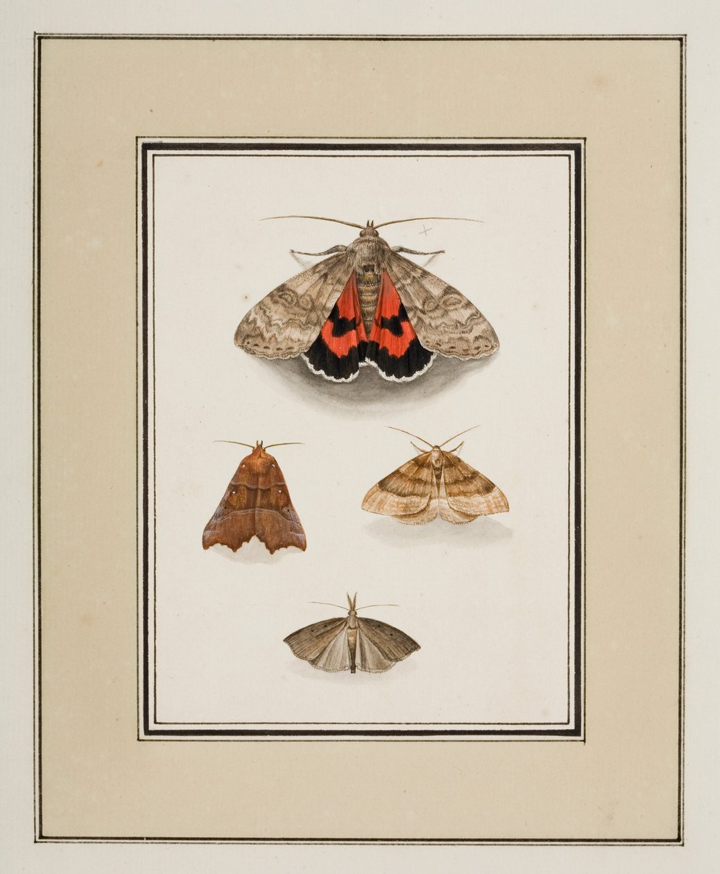 Molyok, 1755-1765 körül (akvarell papíron) alkotó: Pierre Francois Ledoulx