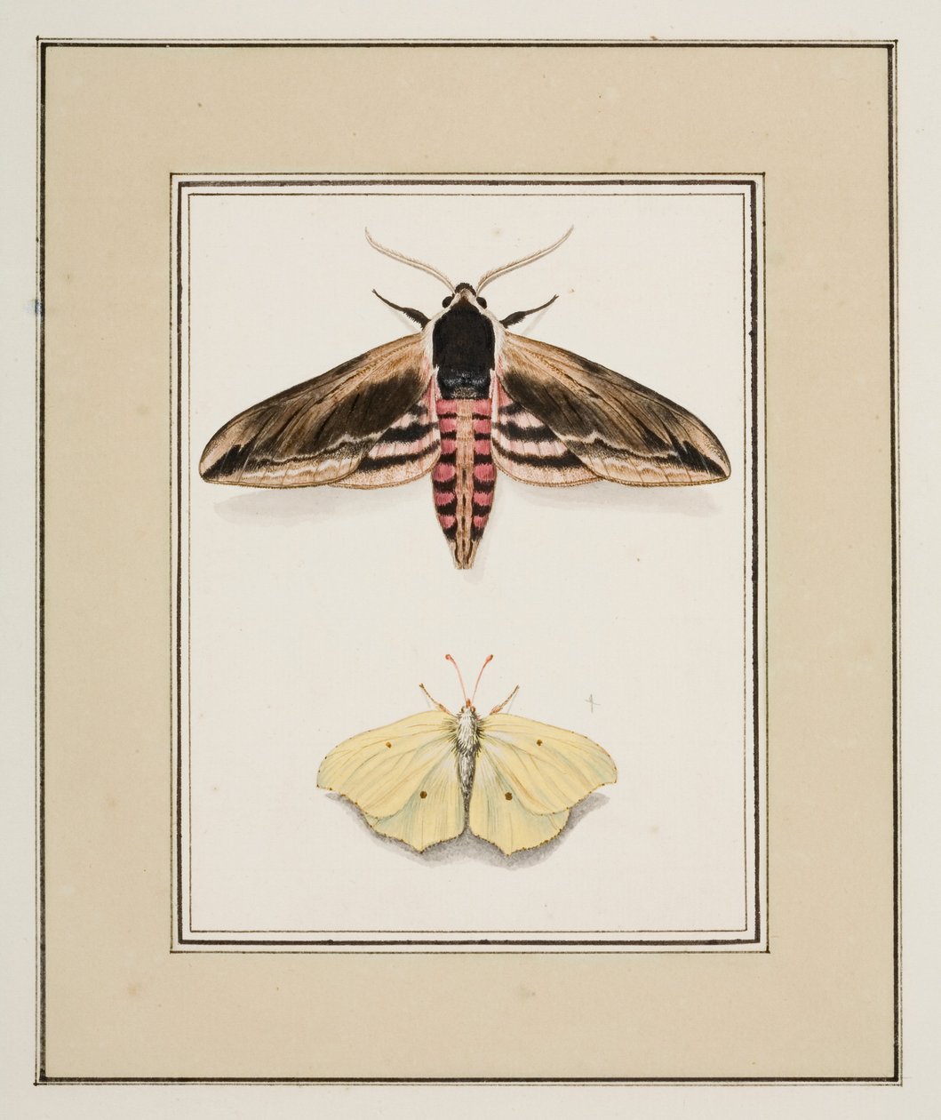 Privet Hawk Moth and Common Brimstone, 1755-1765 körül (akvarell papíron) alkotó: Pierre Francois Ledoulx