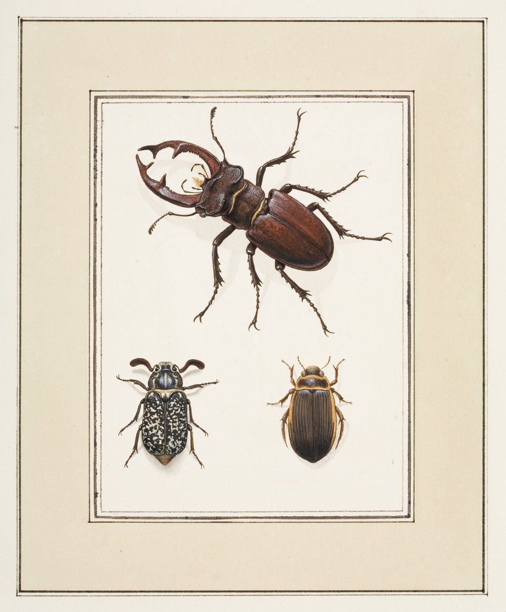 Stag, Chafer és Geelgerande Beetles, 1755-1765 körül (akvarell papíron) alkotó: Pierre Francois Ledoulx