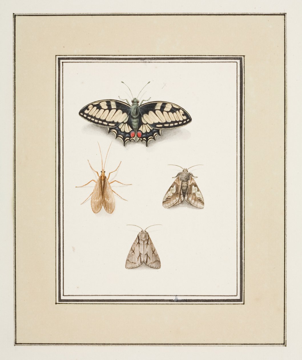 Fecskefarkú pillangó, Mayfly és két lepke, 1755–1765 körül (akvarell papíron) alkotó: Pierre Francois Ledoulx