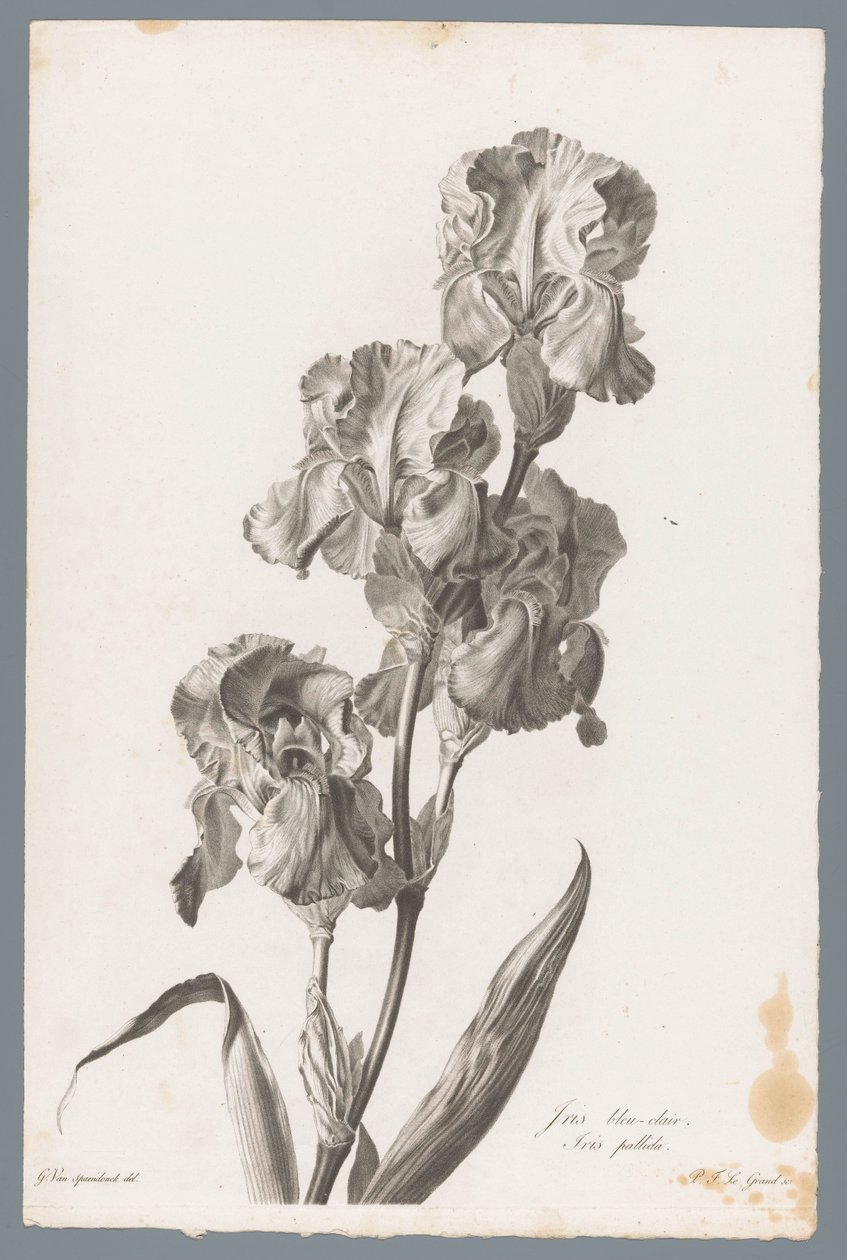 Dalmatische írisz Világoskék írisz / Iris pallida (cím a tárgyon) Természetből merített virágok (...) (sorozat címe) alkotó: Pierre François Legrand