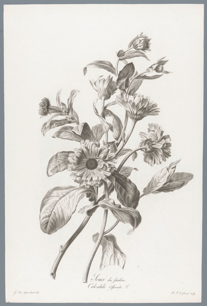Goudsbloem Körömvirág / Calendula Officinalis L. (cím a tárgyon) Természetből merített virágok (...) (sorozat címe) alkotó: Pierre François Legrand