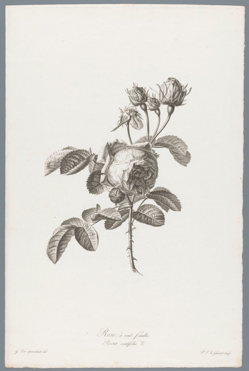 Honderdbladige roos Százlevelű rózsa / Rosa centifolia L. (cím a tárgyon) Természetből merített virágok (...) (sorozat címe) alkotó: Pierre François Legrand