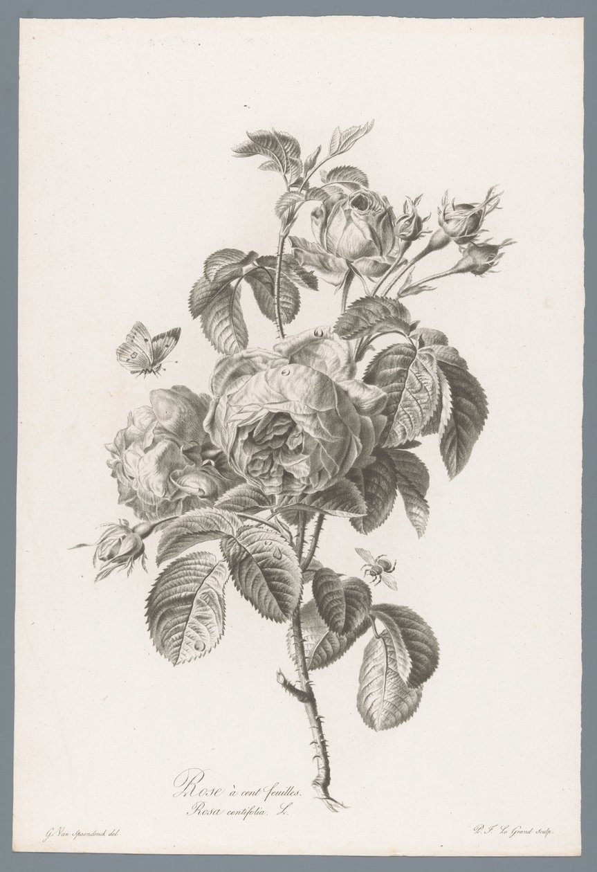 Honderdbladige roos Százlevelű rózsa / Rosa centifolia L. (cím a tárgyon) Természetből merített virágok (...) (sorozat címe) alkotó: Pierre François Legrand
