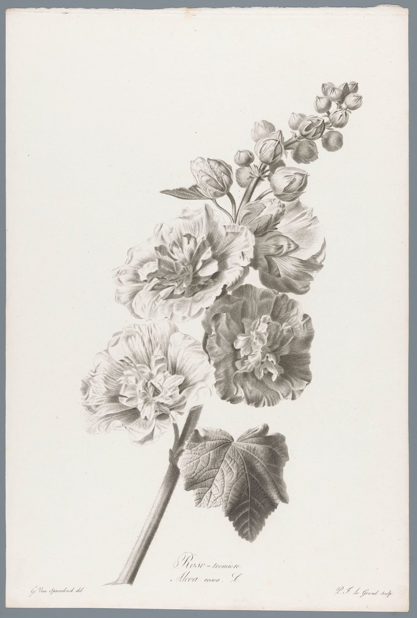 Stokroos Hollyhock / Alcea rosea L. (cím a tárgyon) Természetből merített virágok (...) (sorozat címe) alkotó: Pierre François Legrand