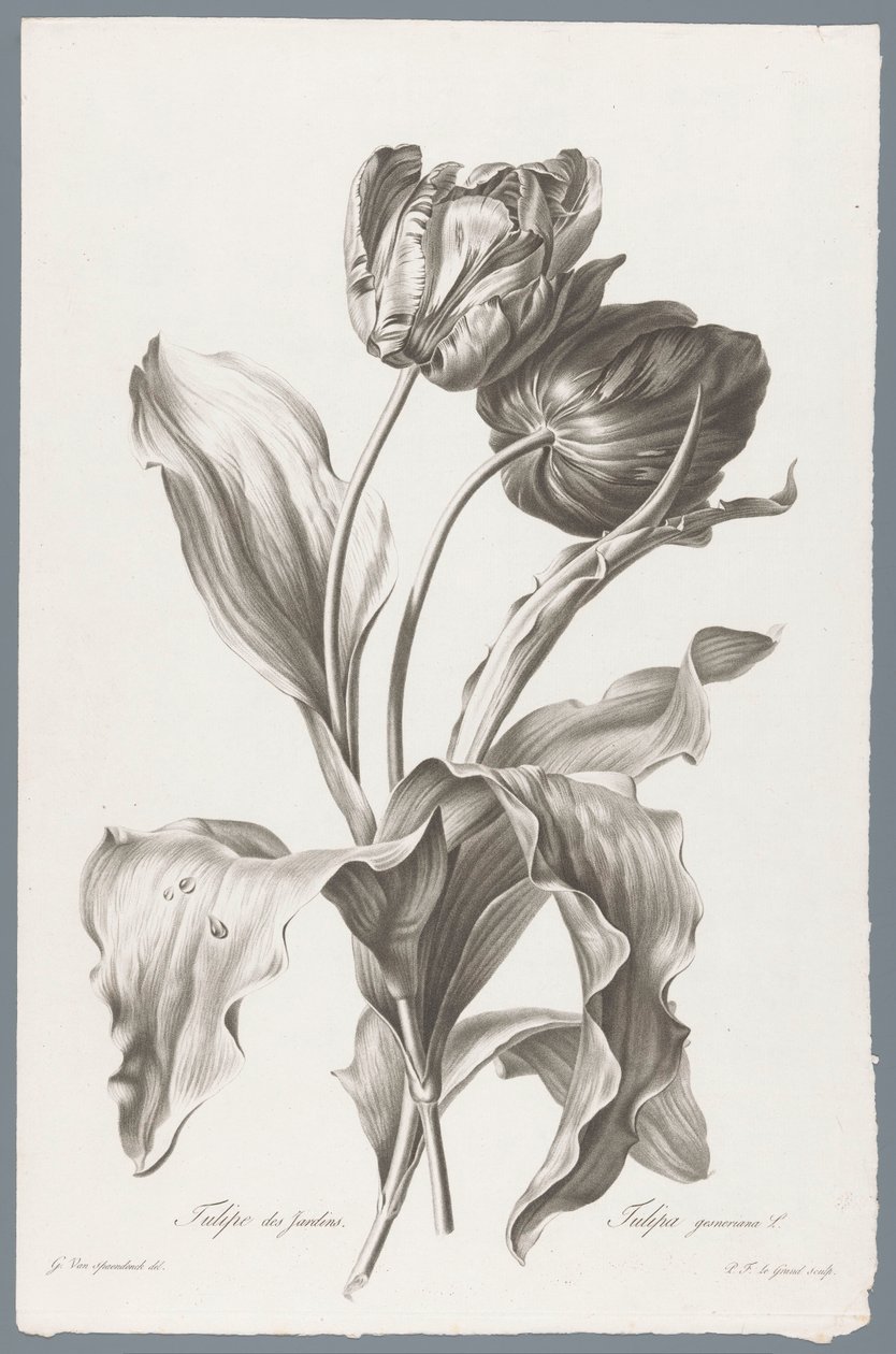 tulp Kerti tulipán / Tulipa gesneriana L. (cím a tárgyon) Természetből merített virágok (...) (sorozat címe) alkotó: Pierre François Legrand