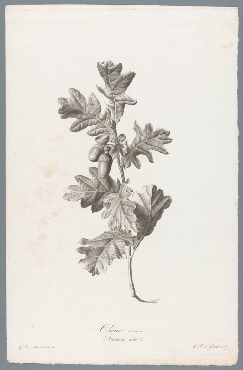 Zomerik Közönséges tölgy / Quercus robur L. (cím a tárgyon) Természetből merített virágok (...) (sorozat címe) alkotó: Pierre François Legrand
