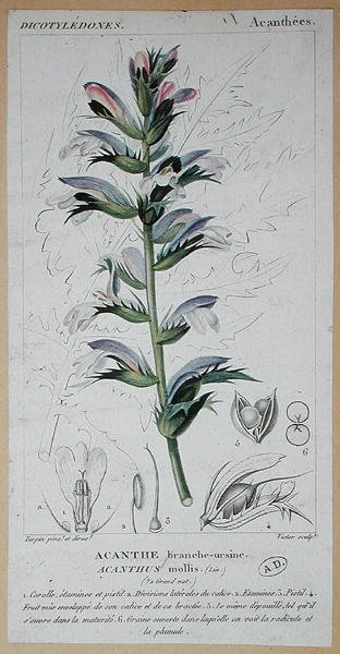 Acanthus Mollis, 1820 körül (színes metszet) alkotó: Pierre Jean Francois (after) Turpin